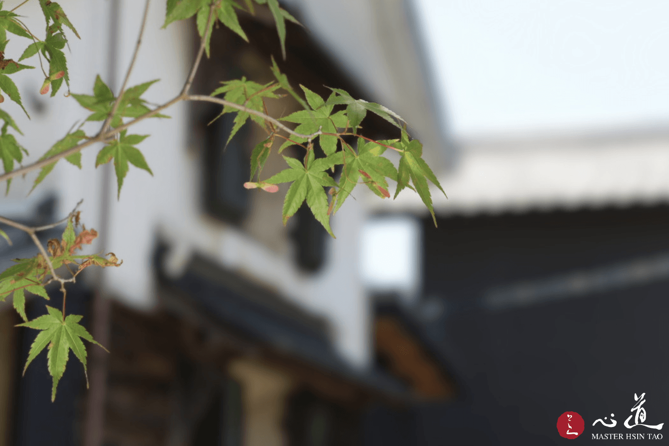屋舍前新綠楓葉的枝椏特寫，象徵靈鷲山心道法師所開示的緣起法則，每個當下的起心動念都是種子，因緣成熟時顯現果實